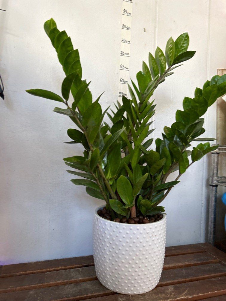 ZZ Plant/Feng Shui Plant in Ceramic Pot. 70cm tall, Furniture & Home