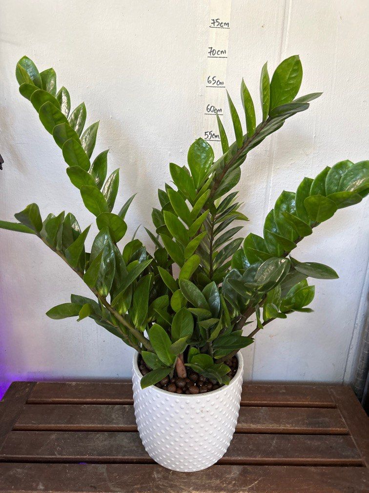 ZZ Plant/Feng Shui Plant in Ceramic Pot. 70cm tall, Furniture & Home