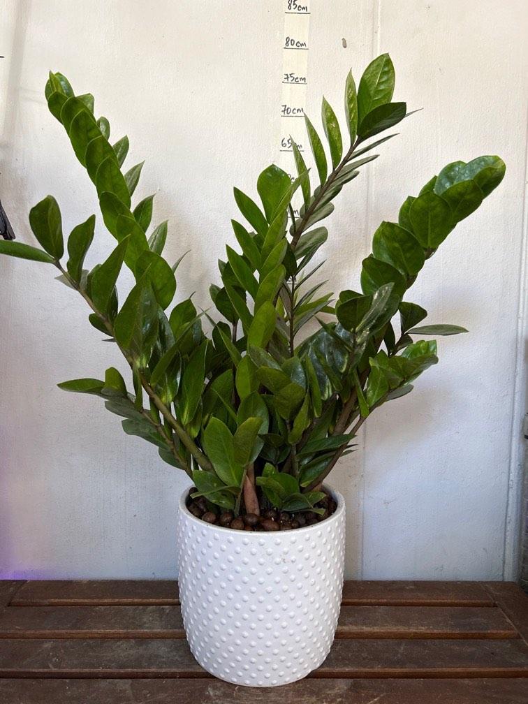 ZZ Plant/Feng Shui Plant in Ceramic Pot. 70cm tall, Furniture & Home