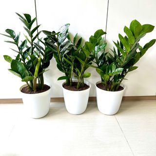 ZZ PLANTS 金钱树