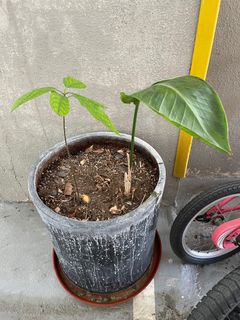 （分類：）位於 。 由 sunshani 提交（商品編號 1236827535，圖片 1）。簡介： 。