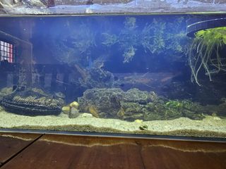 (Category: ) located in . Submitted by atlia (Listing ID 1236824492, Image 1). Description: .
