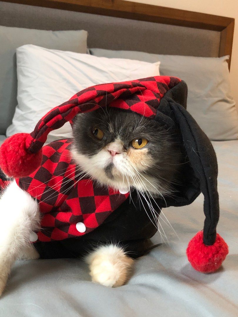 Harley Quinn Pet Costume on Carousell