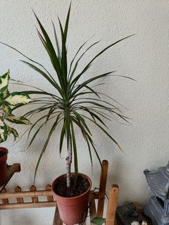 (Category: ) located in . Submitted by vibhoratal (Listing ID 1236799338, Image 1). Description: .