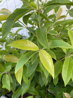 Lemon Myrtle cuttings or leaves