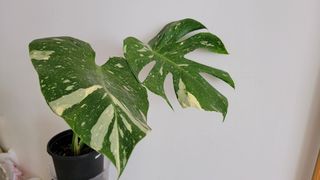 （分類：）位於 。 由 kinpaph 提交（商品編號 1236846738，圖片 1）。簡介： 。