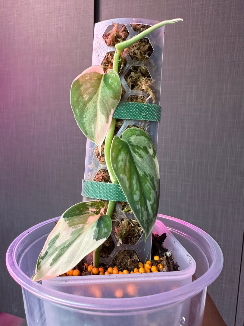 Scindapsus Mayari 4 Leaves Top Cut, Furniture & Home Living, Gardening