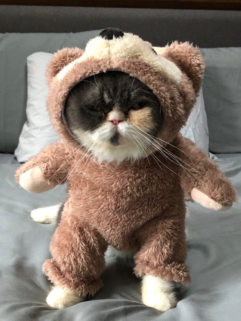 teddy-bear-pet-costume-on-carousell