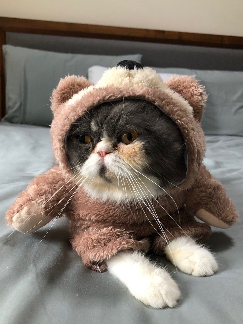 Teddy Bear Pet Costume On Carousell teddy-bear-pet-costume-on-carousell