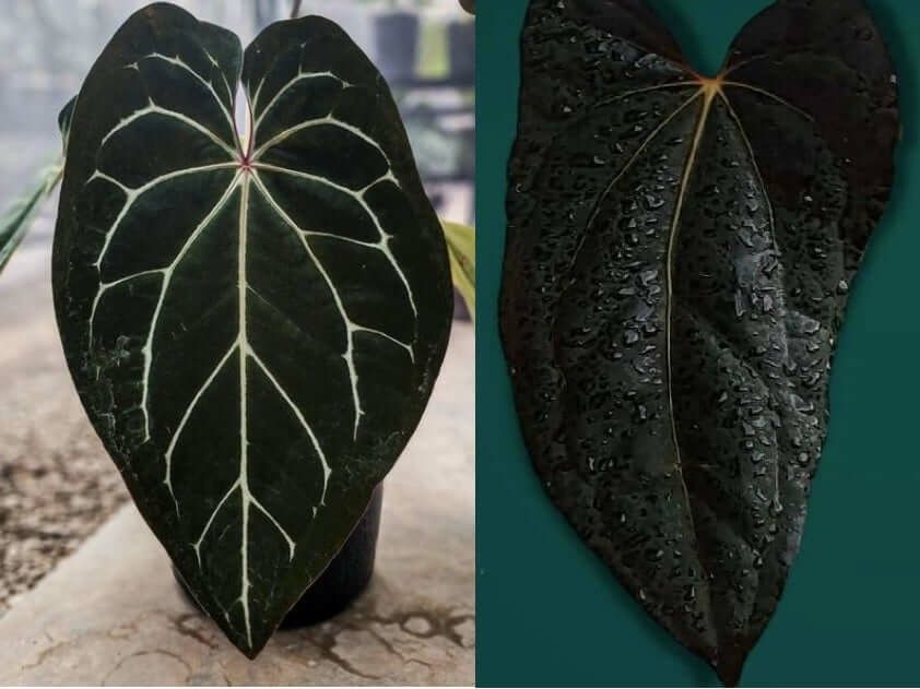 Anthurium Big Foot x Anthurium Blue Papillilaminum, Furniture & Home  Living, Gardening, Plants & Seeds on Carousell