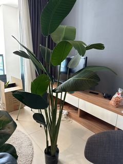 (Category: ) located in . Submitted by deebs.preloved (Listing ID 1237037749, Image 1). Description: .