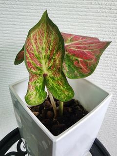 Caladium Red Amira Hybrid (Foliage aroid jungle indoor plants)