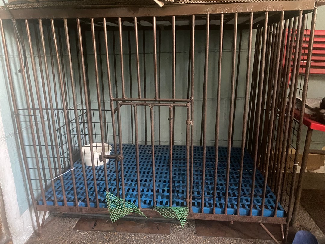 Dog cage for sale, Pet Supplies, Homes & Other Pet Accessories on Carousell