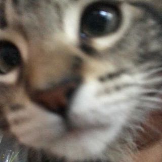 (Category: ) located in . Submitted by d1iaa (Listing ID 1237057560, Image 1). Description: .