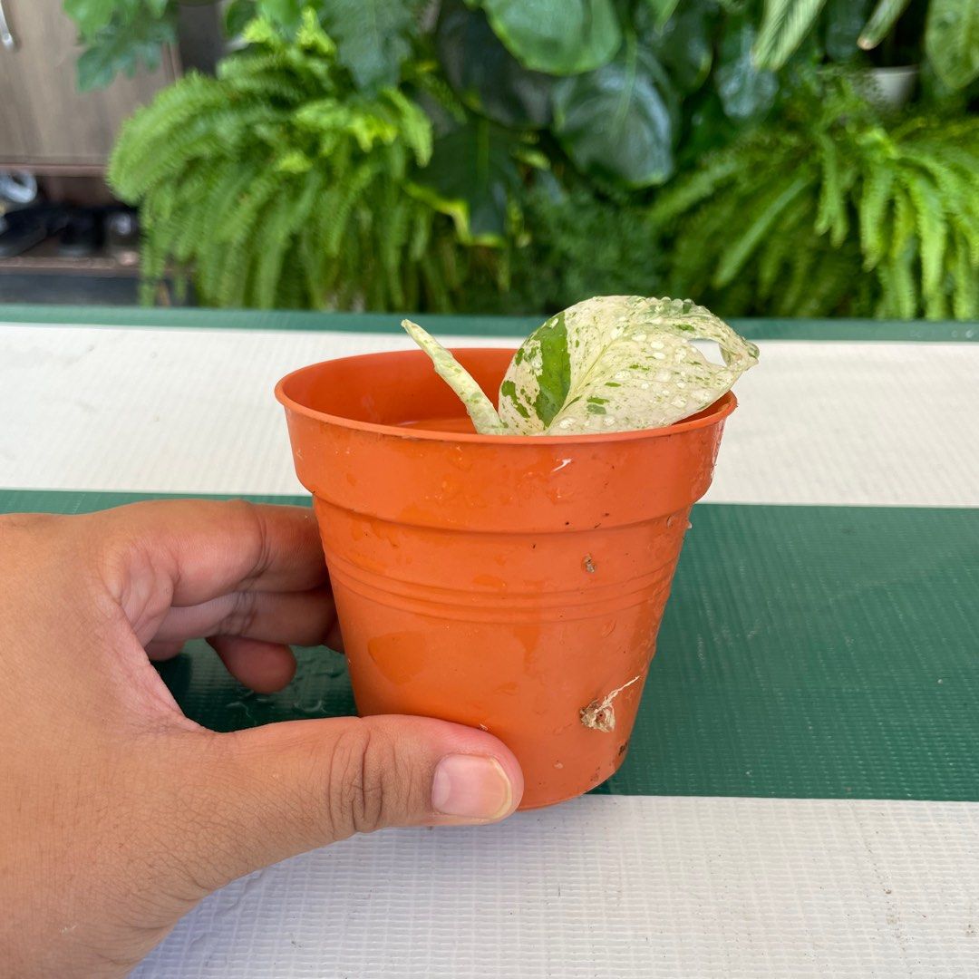 Epipremnum Pinnatum Marble top cut, Furniture & Home Living, Gardening