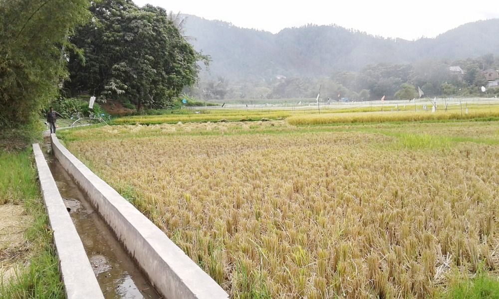 jual_tanah_sawah_di_balige_tob_1686555261_b68779bf_progressive