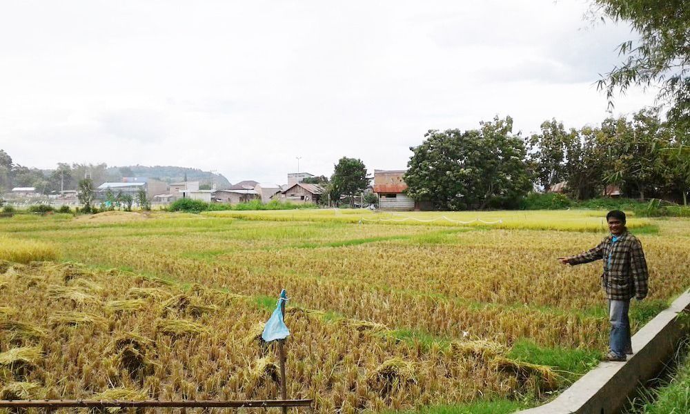 jual_tanah_sawah_di_balige_tob_1686555261_d9f8c2b7_progressive
