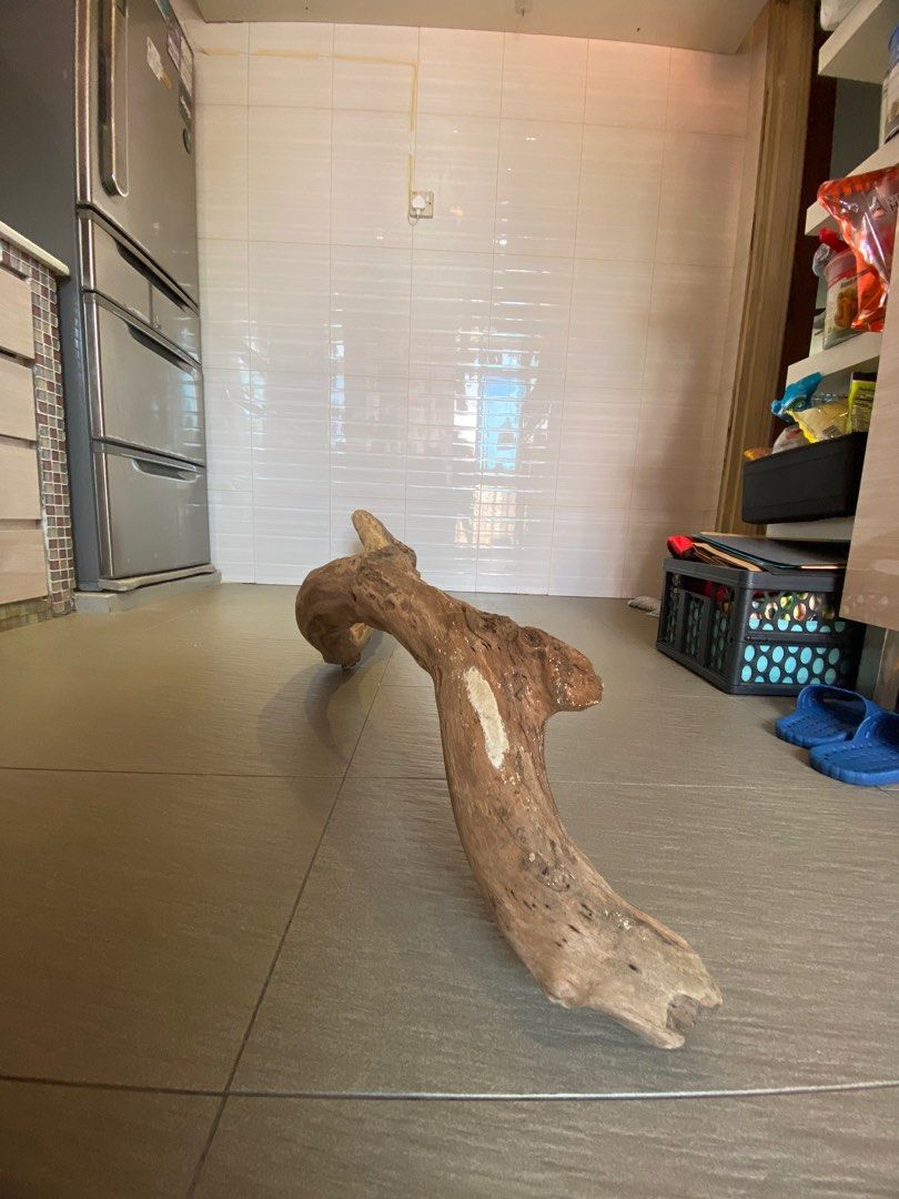 Large driftwood / bird perch, Pet Supplies, Homes & Other Pet ...