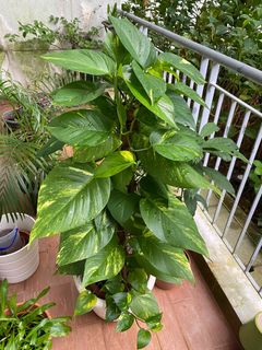 (Category: ) located in . Submitted by julieta (Listing ID 1235786714, Image 1). Description: .