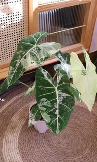 （分類：）位於 。 由 joyofplant 提交（商品編號 1227961251，圖片 1）。簡介： 。