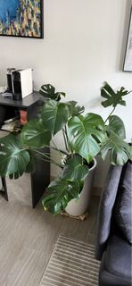 （分類：）位於 。 由 fcgalbraith 提交（商品編號 1237180399，圖片 1）。簡介： 。