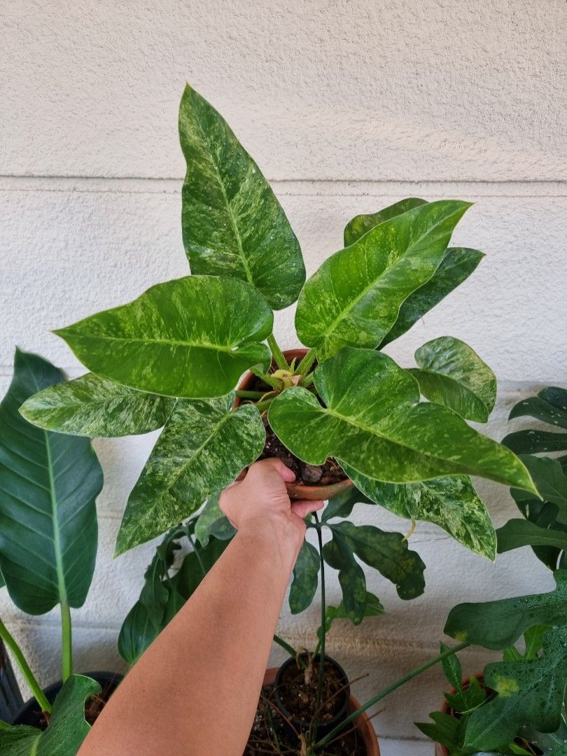 philodendron gigas pflege Philodendron Gigas | Rare Philodendron