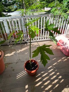 (Category: ) located in . Submitted by lv2121 (Listing ID 1237170442, Image 1). Description: .