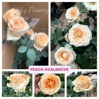 Rosa 'Peach Avalanche' (Live Rose Plant)