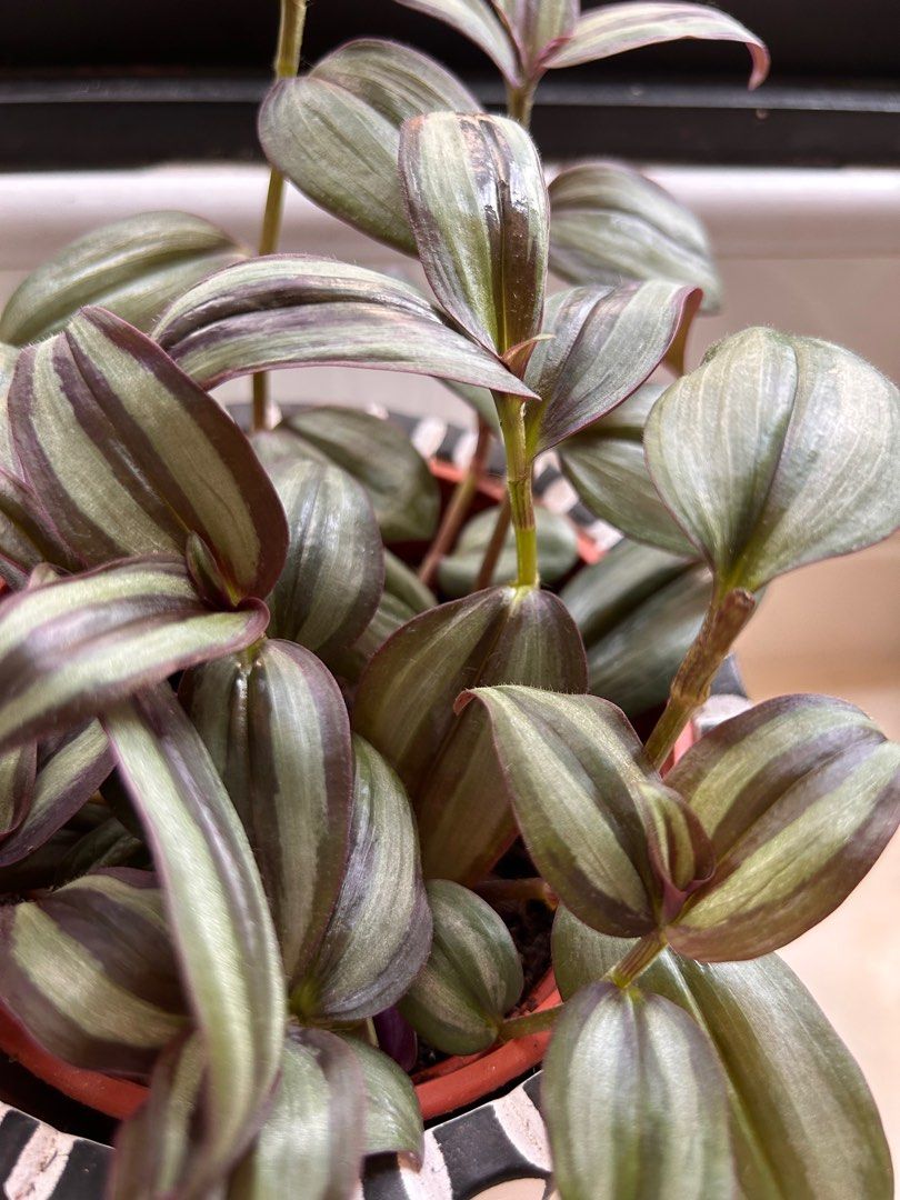Tradescantia Zebrina, Furniture & Home Living, Gardening, Plants ...