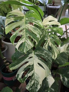 （分類：）位於 。 由 joyofplant 提交（商品編號 1226766258，圖片 1）。簡介： 。