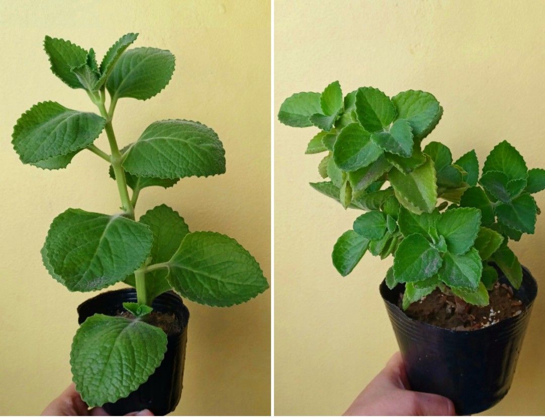 Cuban Oregano Herbal Plant on Carousell
