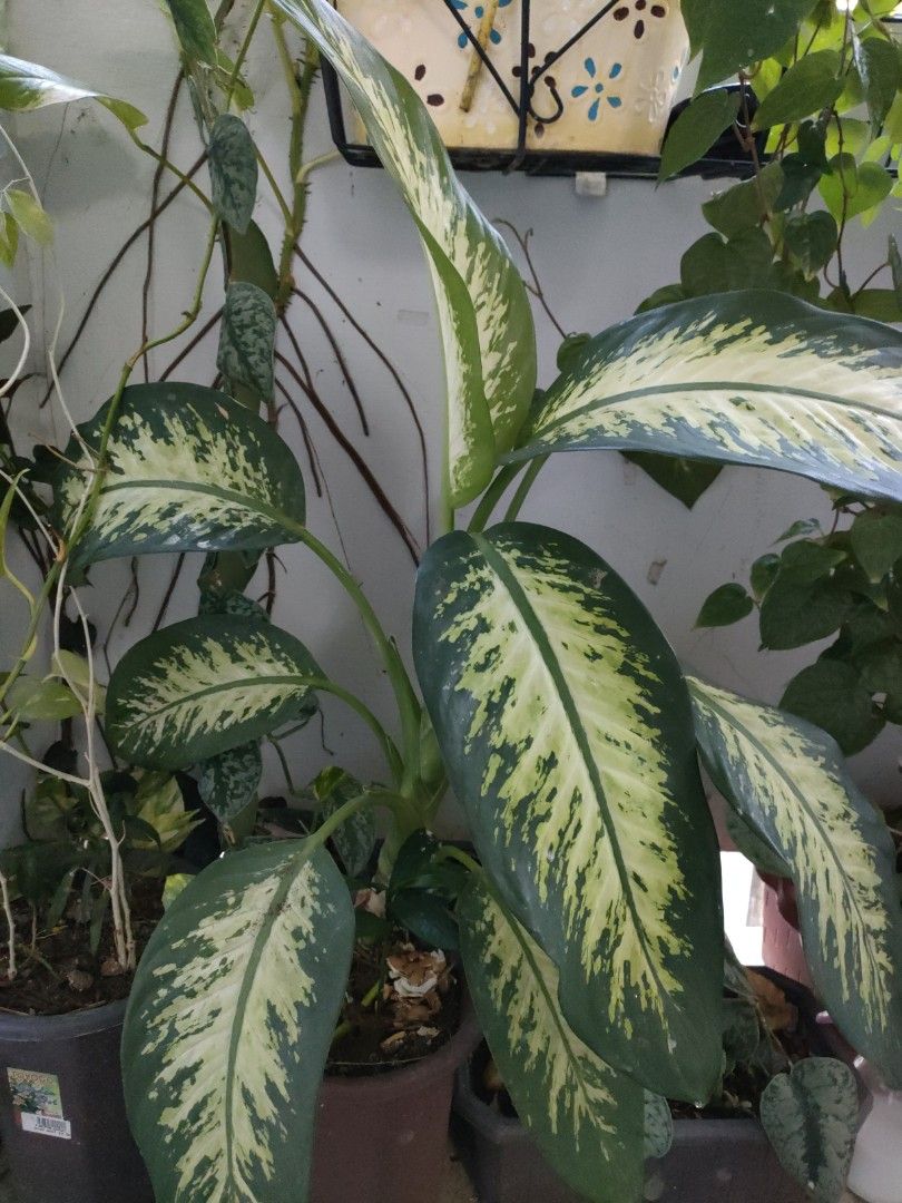 Dracaena plant for sale, Furniture & Home Living, Gardening, Plants