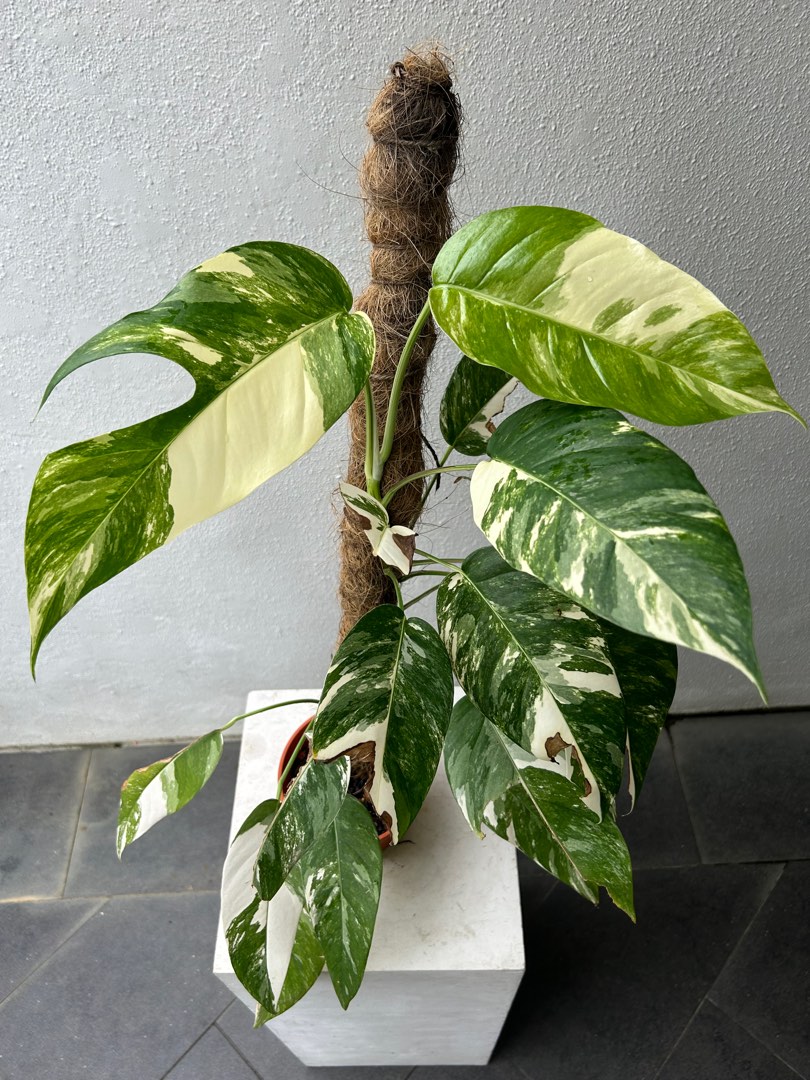 Epipremnum pinnatum albo variegata, Furniture & Home Living, Gardening ...