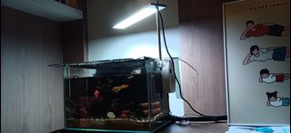 (Category: ) located in . Submitted by tito924 (Listing ID 1237345661, Image 1). Description: .