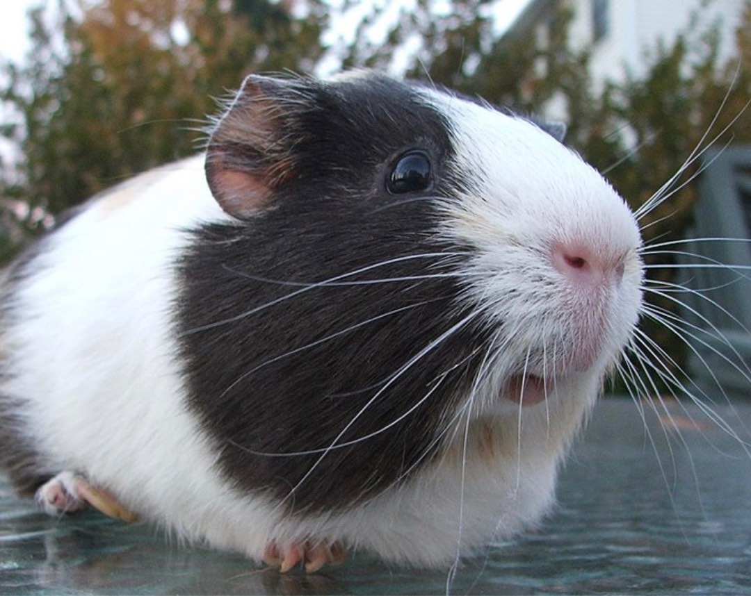 Guinea Pig Boarding, Pet Supplies, Homes & Other Pet Accessories on