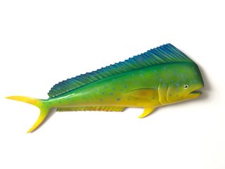 (Category: ) located in . Submitted by fishdecor.sg (Listing ID 1237344629, Image 1). Description: .