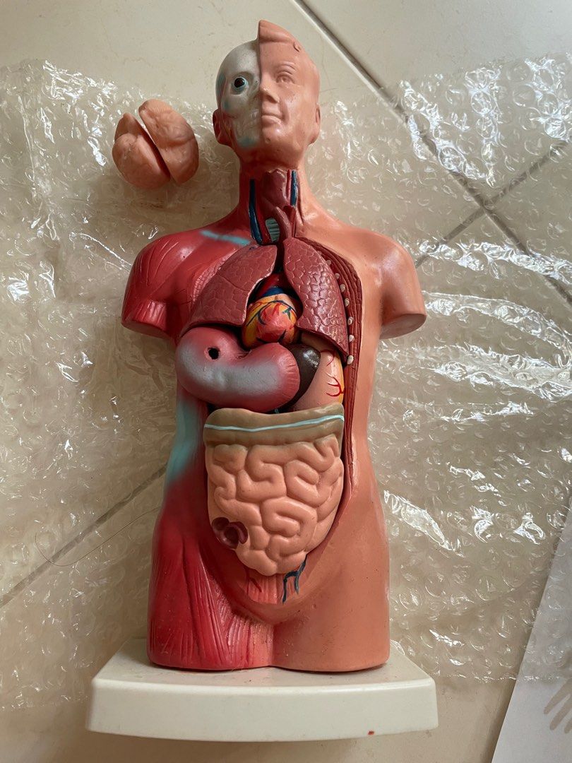 Human body education toy, Hobbies & Toys, Toys & Games on Carousell