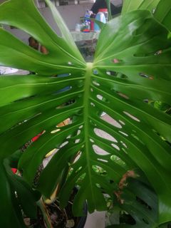 (Category: ) located in . Submitted by pauletarvind (Listing ID 1237402821, Image 1). Description: .