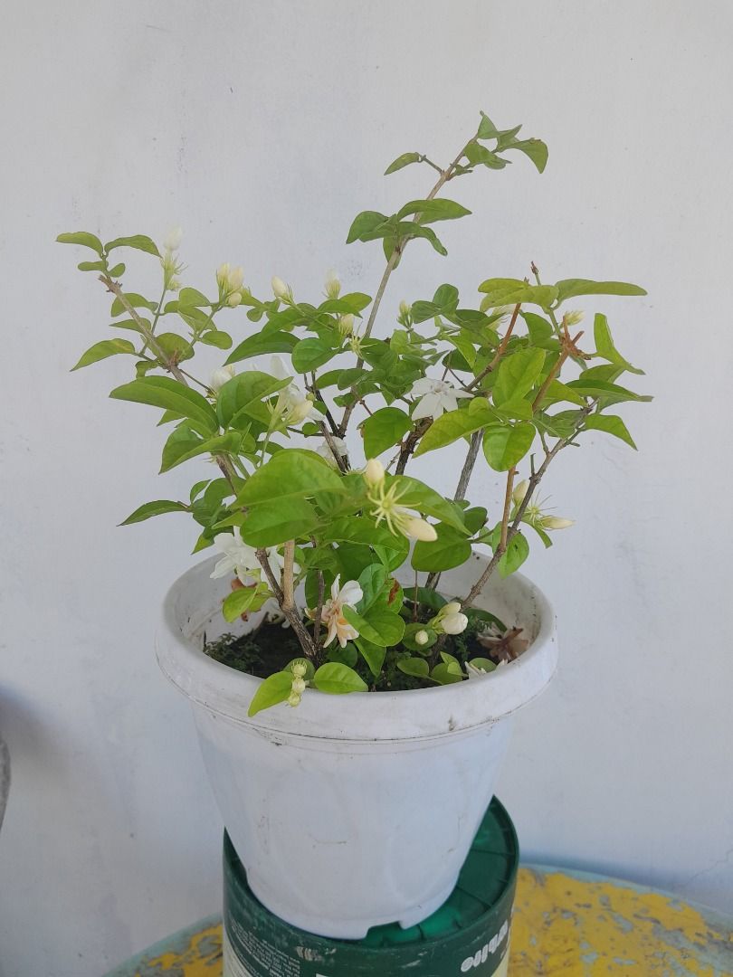 SAMPAGUITA PLANTS PLANT with FLOWERS SCENT, Furniture & Home Living