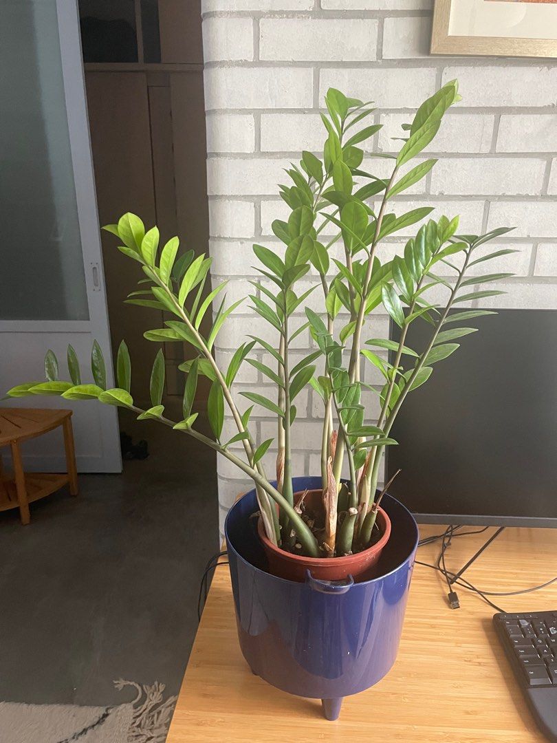 Zamia plant, Furniture & Home Living, Gardening, Plants & Seeds on ...