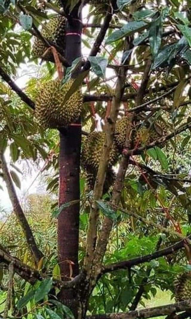 Toril Farm 2.5 hectares farm lot in Baracatan Toril on Carousell