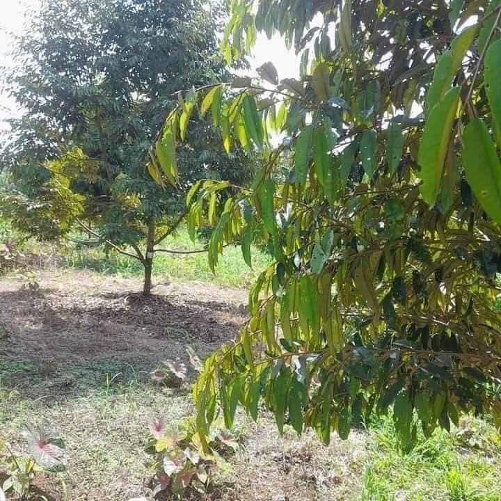 Toril Farm 2.5 hectares farm lot in Baracatan Toril on Carousell