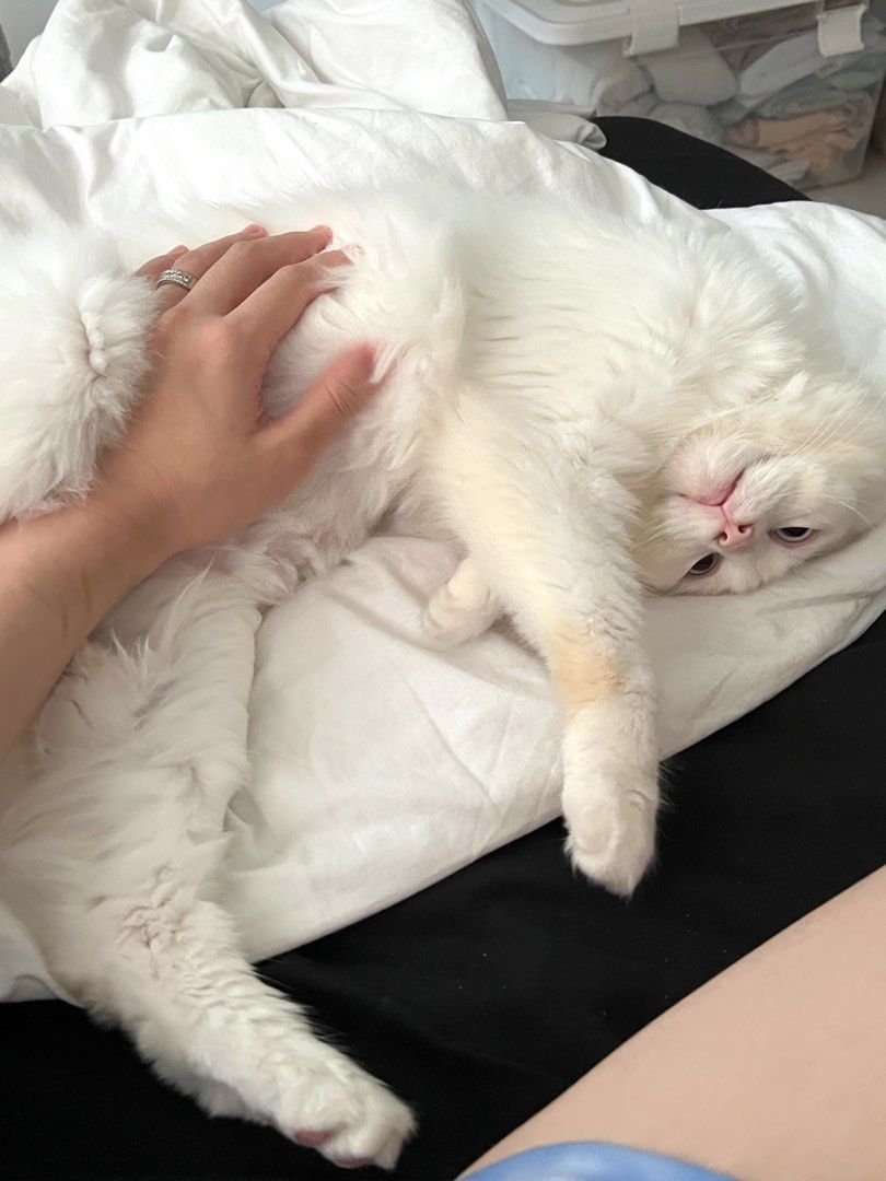 Cat showering (Housecall Cat Grooming), Pet Supplies, Health