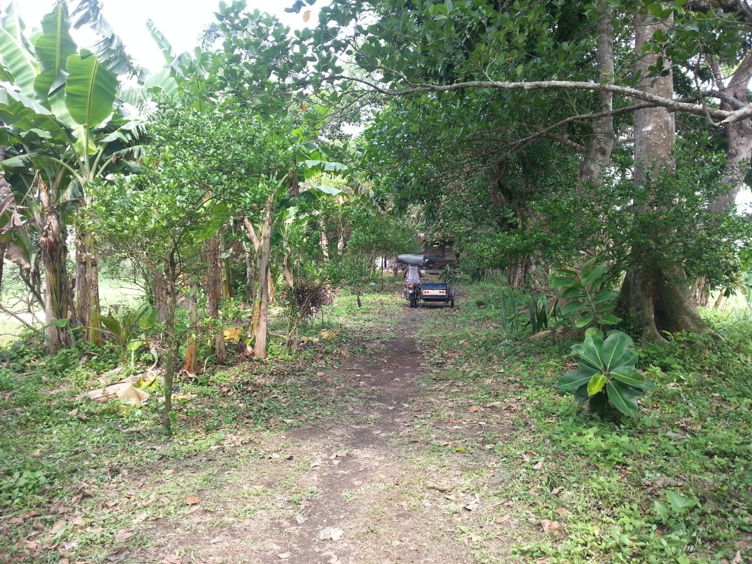 Farm Lot For Sale (1.3 hectares) Calauan, Laguna, Property, For Sale