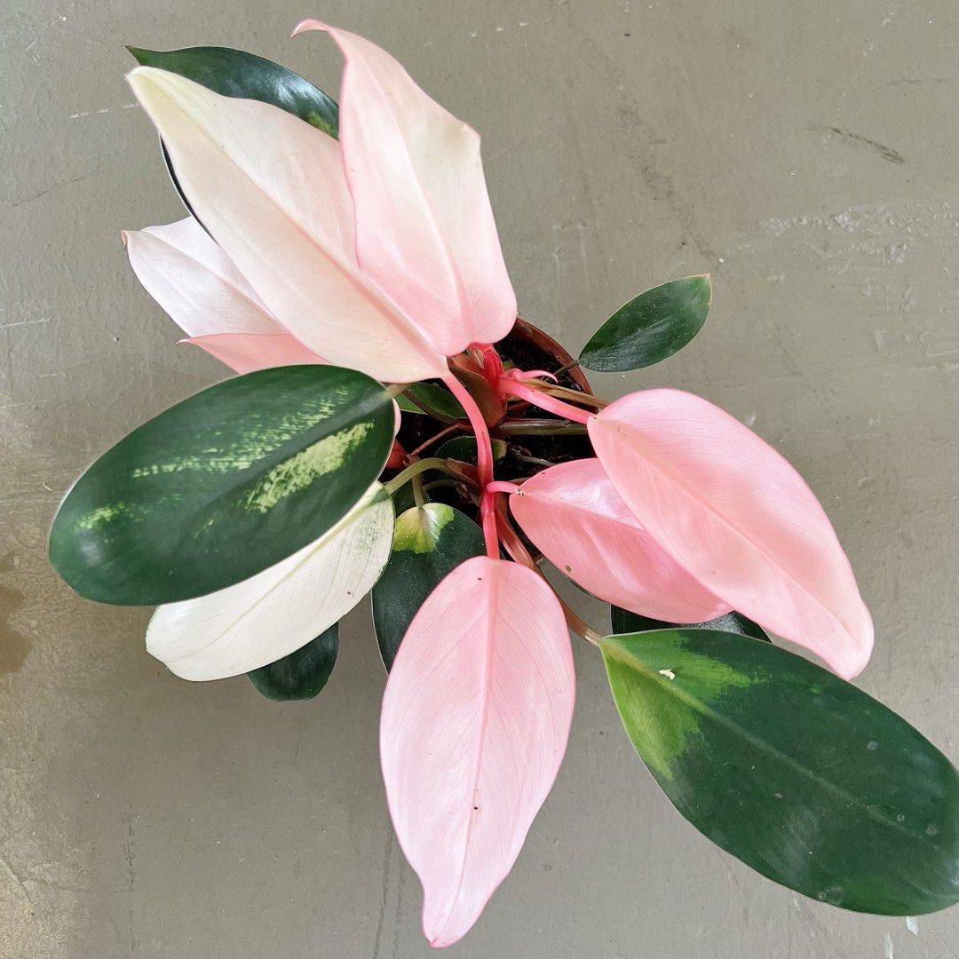 Philodendron Pink Congo, Furniture & Home Living, Gardening, Plants ...