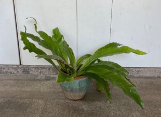 (Category: ) located in . Submitted by myrtsing (Listing ID 1237535303, Image 1). Description: .