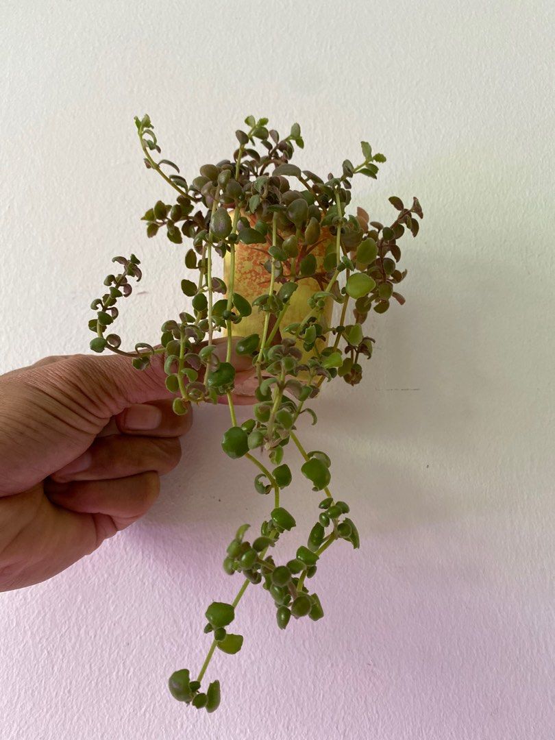 Stunning Pillow Plant, Furniture & Home Living, Gardening, Plants & Seeds on Carousell