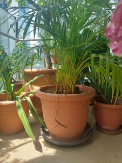 (Category: ) located in . Submitted by sushmita_121 (Listing ID 1237588559, Image 1). Description: .