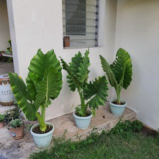 Large Alocacia giant elephant ears plant potted with small baby plants at the base monstera