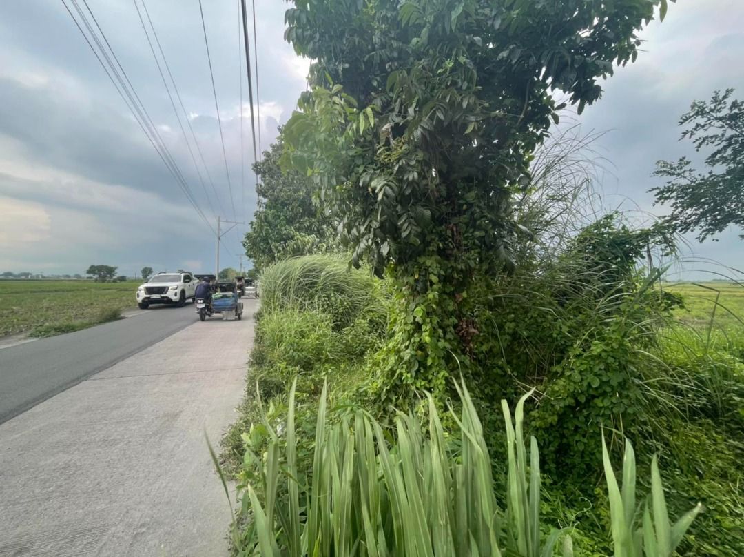 FOR SALE FARM LOT IN TARLAC WITH VIEW OF MT ARAYAT NEAR CONCEPCION